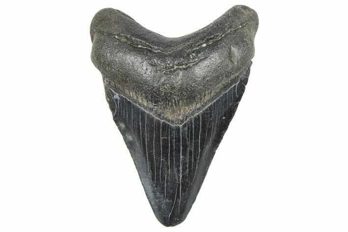 Juvenile Megalodon Tooth - South Carolina #359022